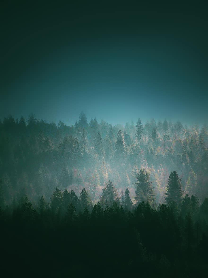 drzewa, las, mgła, wzgórza, drzewo, krajobraz, sosna, niebieski, lato, pora roku, Góra