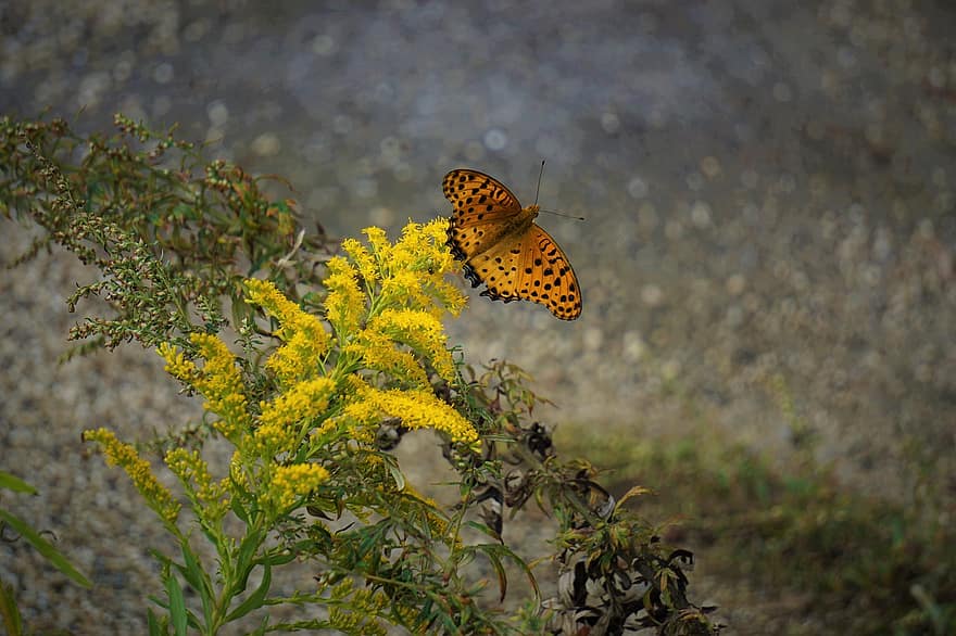 Butterfly, Flowers, Inflorescence, Pollinate, Pollination, Yellow Flowers, Yellow Butterfly, Lepidoptera, Entomology, Insect, Flora