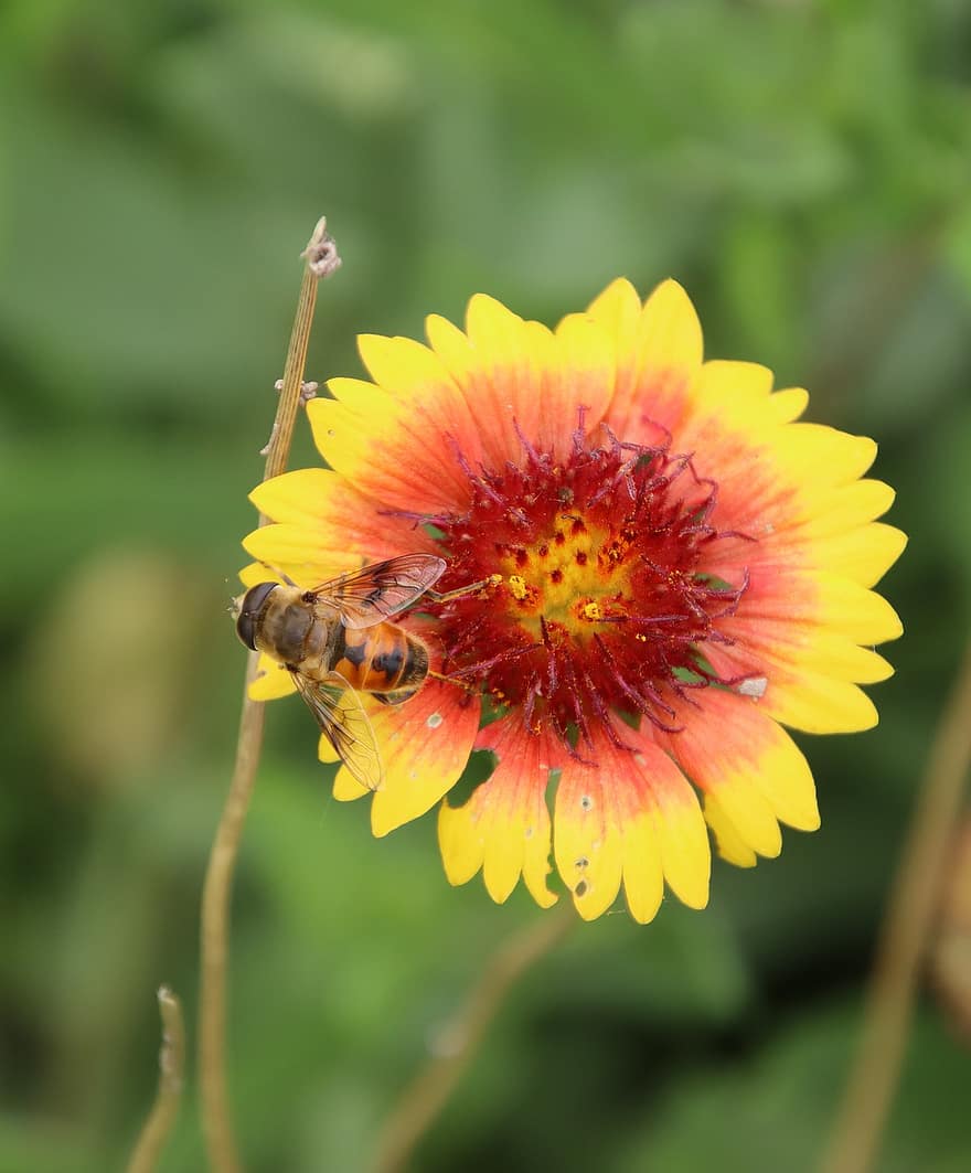 abelha, inseto, polinizar, polinização, flor, inseto com asas, asas, natureza, himenópteros, entomologia