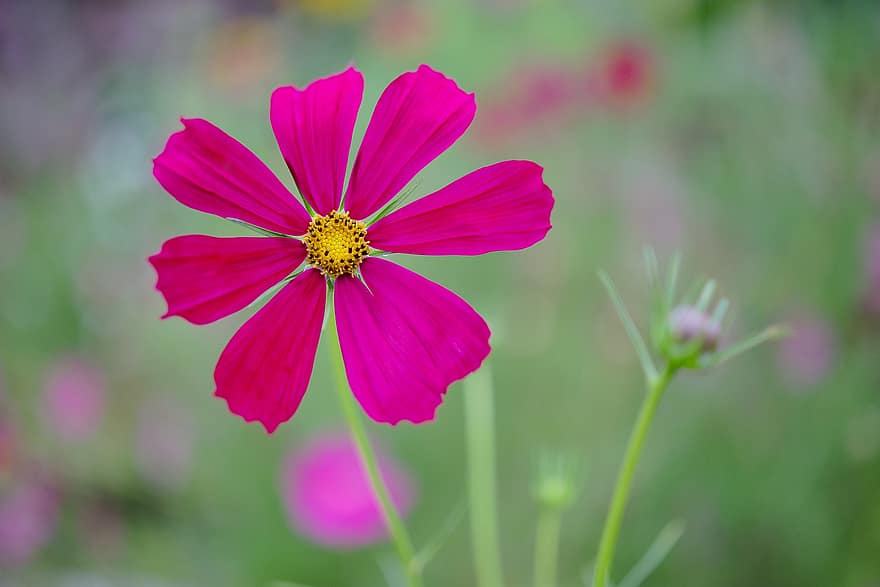Flower, Cosmos, Pink Flower, Pink Cosmos, Plant, Flora, Blossom, Bloom, Petals