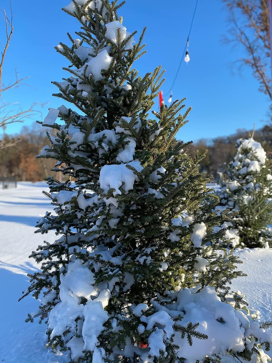 дерево, сосна, вечнозеленый, Рождественская елка, рождество, день отдыха, зима, снег, время года, лес, ветка