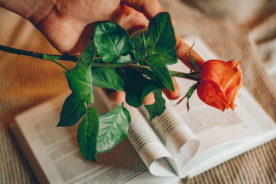 Rose, Flower, Book, Valentine's Day, Gift, Education, leaf, close-up, table, freshness, plant