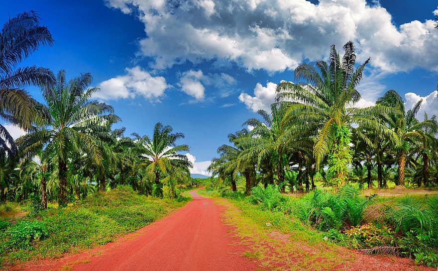 カンボジア、プランテーション、田舎、ヤシの木、ココナッツプランテーション、自然、風景、青、木、夏、緑色