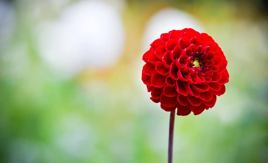 Dahlie, Blume, blühen, rote Blume, rote Dahlie, rote Blütenblätter, Flora, Blumenzucht, Gartenbau, Botanik, Natur