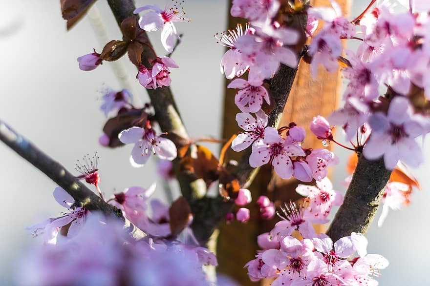 bunga sakura, bunga-bunga, mekar, berkembang, bunga-bunga merah muda, sakura, flora, pohon sakura, musim semi, kelopak, kelopak merah muda