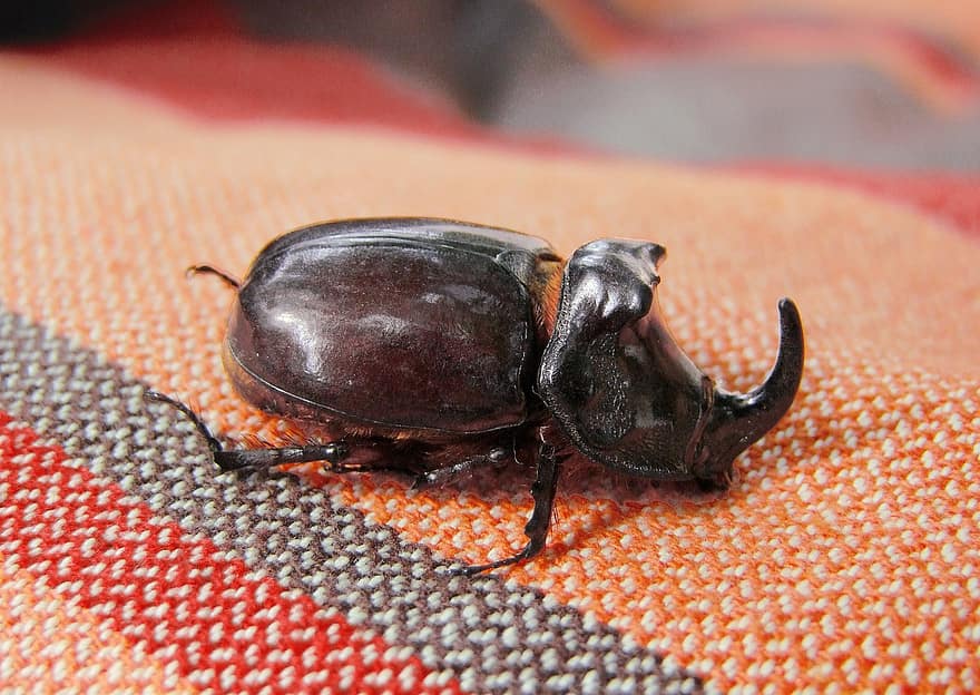 escarabajo ciervo, insecto, macro, marrón, de cerca, En tela, relajarse