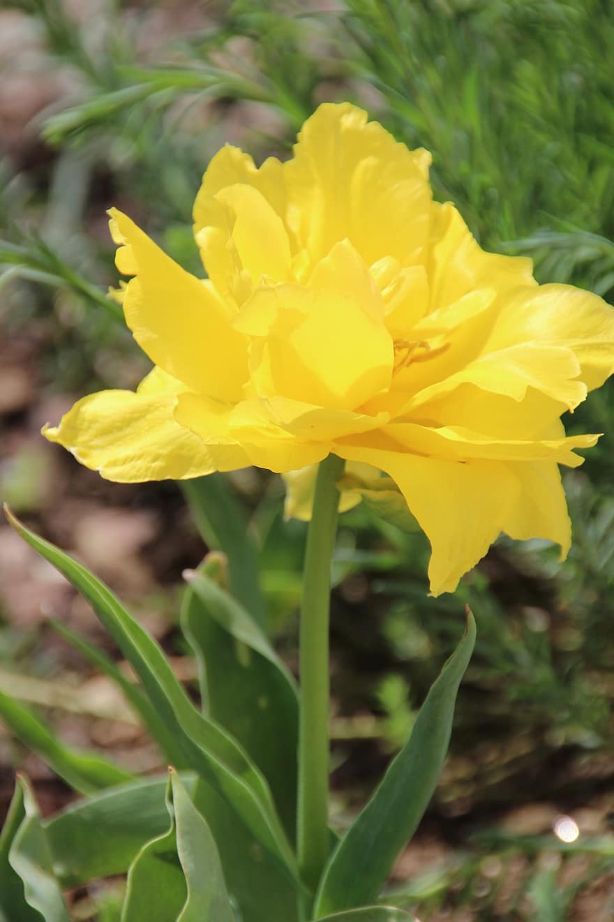 tulipa, flor, jardim, Flor amarela, pétalas, pétalas amarelas, Flor, flora, plantar, Flor da Primavera, natureza