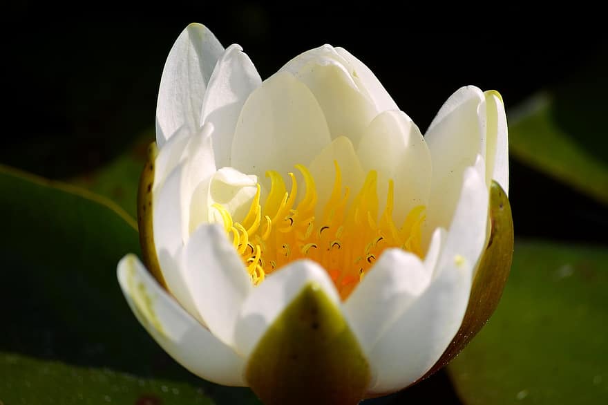 Flower, Water Lily, Plant, Blossom, Bloom, Aquatic Plant, Pond, Water, Nature, Close Up, Nymphaea