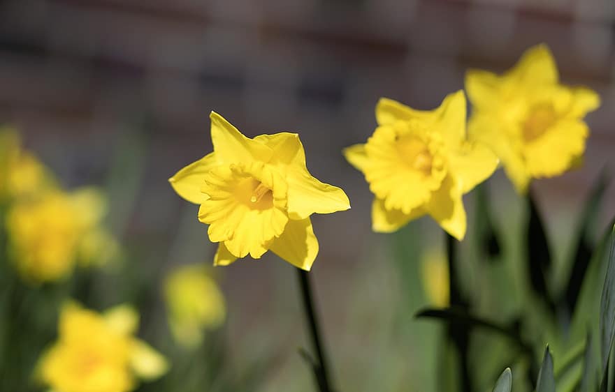 Flower, Daffodils, Blossom, Bloom, Easter Bells, Yellow, Nature, Garden, close-up, plant, summer