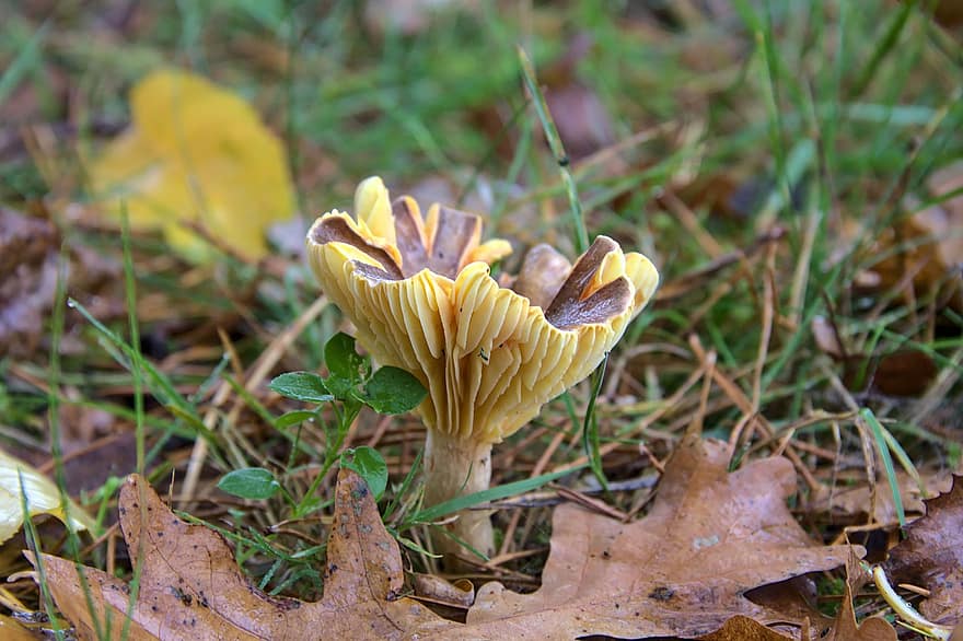 Mushroom, Fungus, Mycology, Grass, Nature, autumn, close-up, yellow, season, forest, leaf