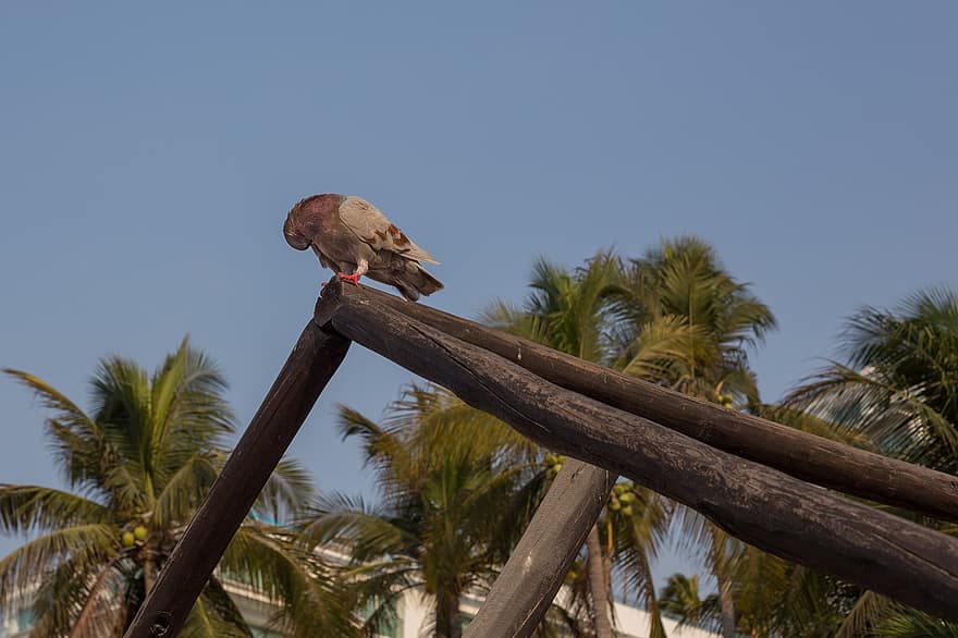 Dove, Bird, Wood, Pigeon, Animal, Perched, Structure, Beach, Nature, Summer, Acapulco