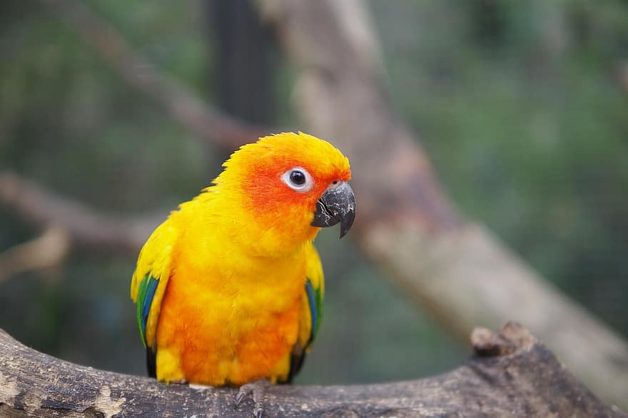 Parrot, Bird, Feathers, Plumage, Sun Conure, Colorful, Beak, Wings, Aratinga, Solstitialis, Animals