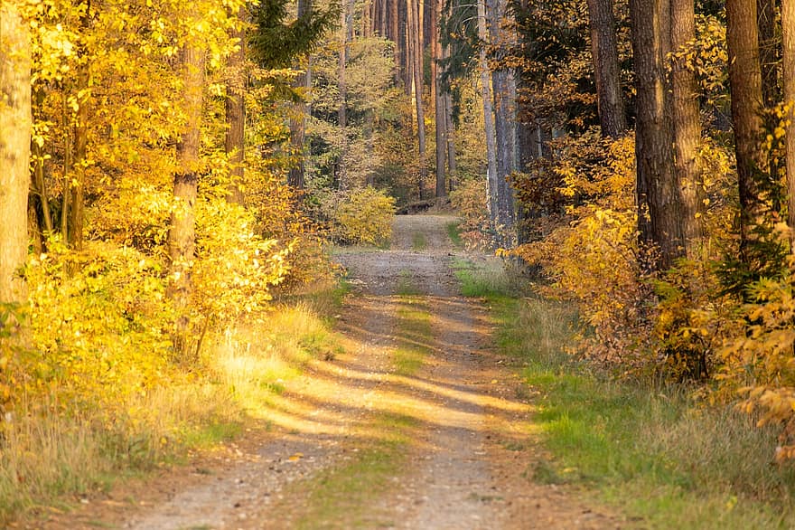 foresta, modo, autunno, natura, rurale, sentiero, stagione, albero, giallo, foglia, scena rurale