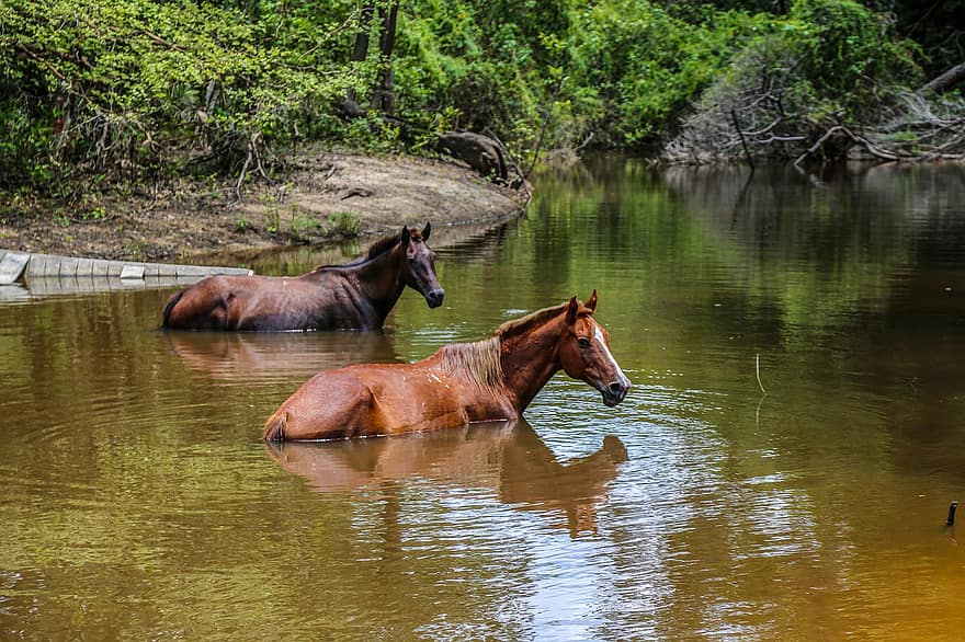 hästar, flod, skog, natur, trädgård, djur, däggdjur, bruka, häst, hingst, vatten
