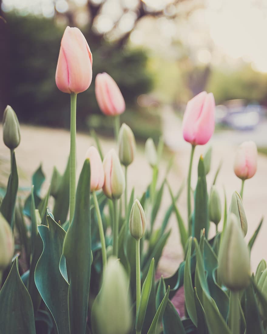 rosa, tulipani, giardino, sfondo, fiore, petali, natura, primavera, fioritura, fiorire, flora