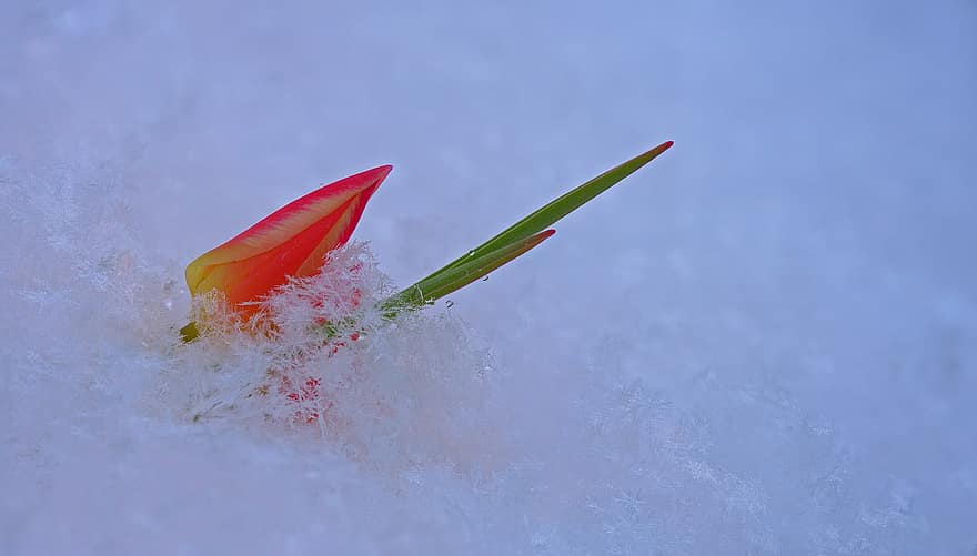 Snow, Late Frost, Spring Snow, Snowy, Flower, Blossom, Bloom, leaf, close-up, plant, season