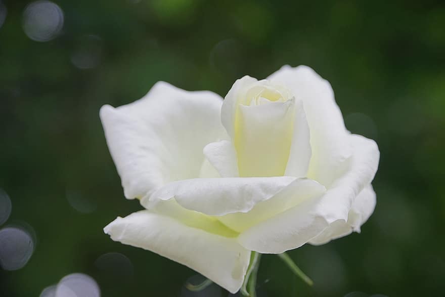 Rose, fleur, rose blanche, fleur de rose, pétales, pétales de rose, Floraison, flore