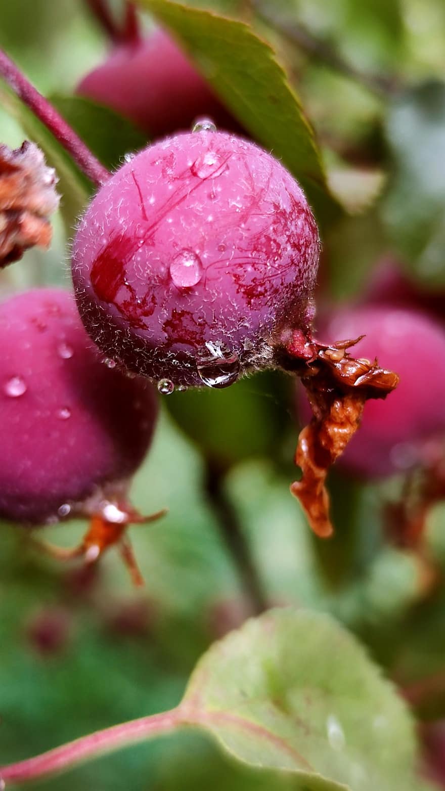 Rosehips, fructe de padure, picături de rouă, natură
