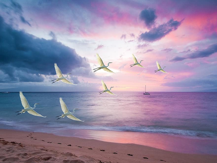 aves, playa, arena, bote, puesta de sol, horizonte, cielo, agua, paisaje