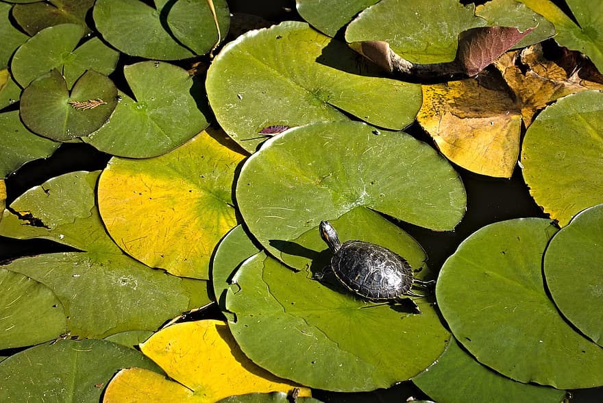 Reptile, Turtle, Pond, Species