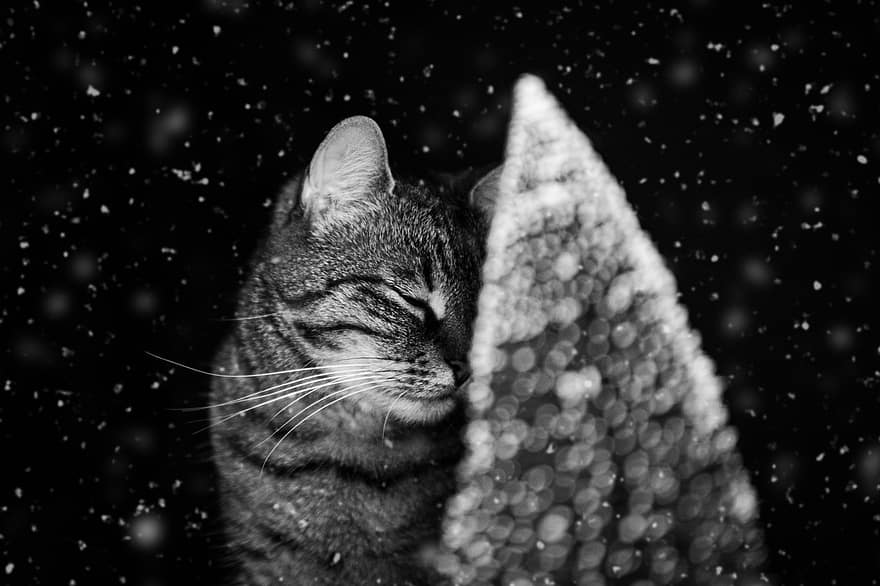 chat, neige, moustaches, félin, triste, hiver, animal de compagnie, rêver, chat domestique, chaton, animaux domestiques