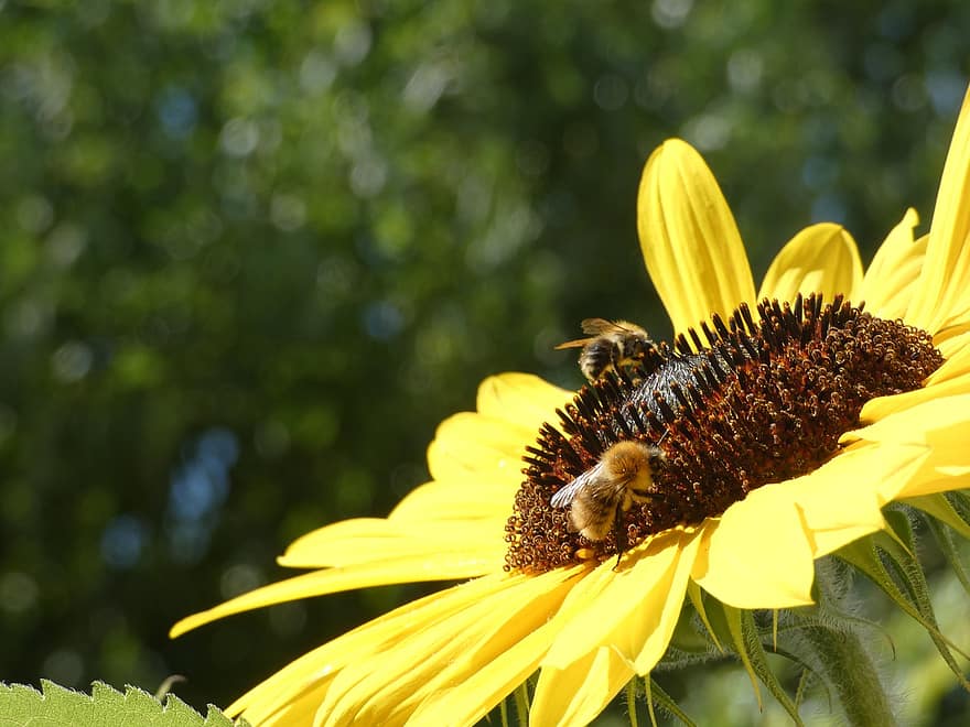 Bienen, Insekten, bestäuben, Bestäubung, Blume, geflügelte Insekten, Flügel, Natur, Hymenoptera, Entomologie, Makro