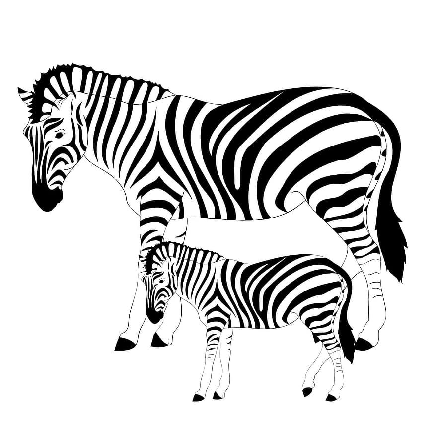 Zebras, Striped, Black And White, Equines, Wild Animals, Mammals, Animals, Wild, Line Drawing, Line Art