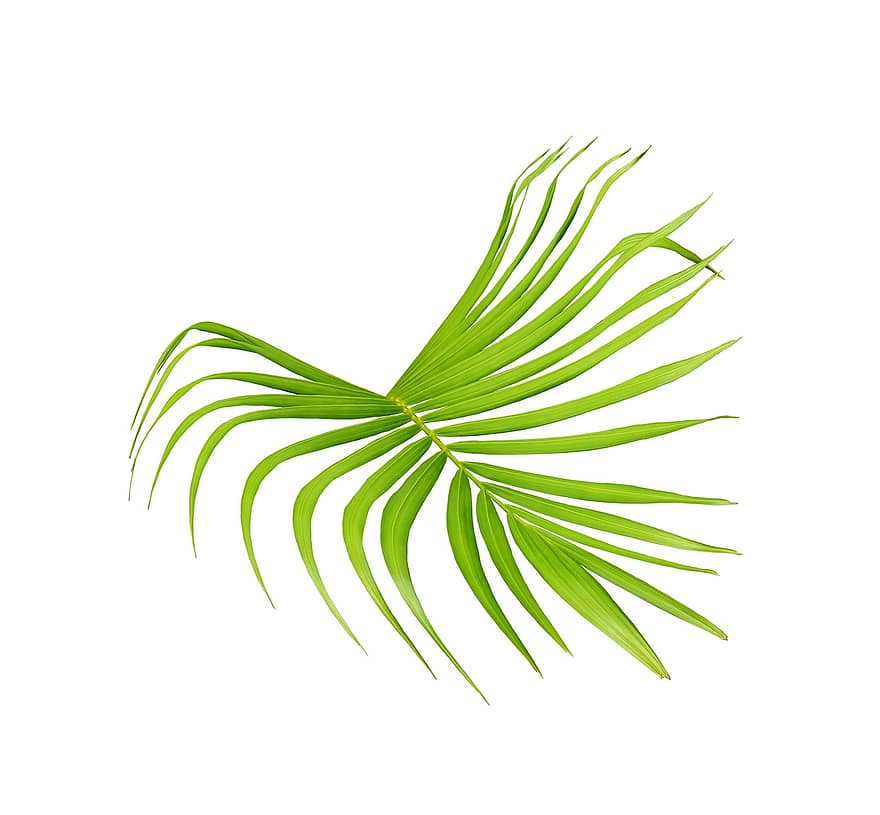 Palme, Blatt, Grün, tropisch, Sommer-, Pflanze, Blätter, Textur, Natur, exotisch, Baum