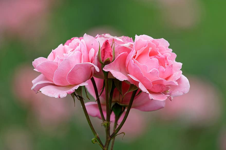 ruusu-, kukat, kasvi, pinkki ruusu, vaaleanpunaiset kukat, terälehdet, nuppu, kukinta, puutarha, luonto