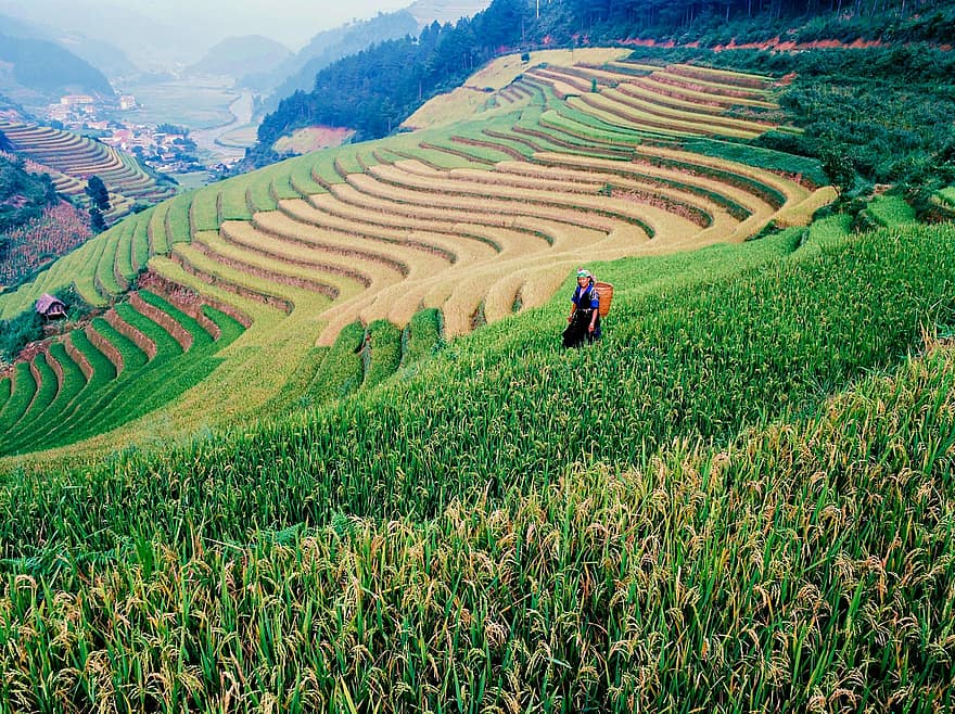 reizen, rijst, Rijpe rijstvelden, terrasvormige velden, mu cang chai