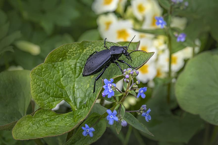 escarabajo, insecto, hoja, planta, naturaleza, verde, macro, de cerca, flor, jardín, Escarabajo de tierra de madera