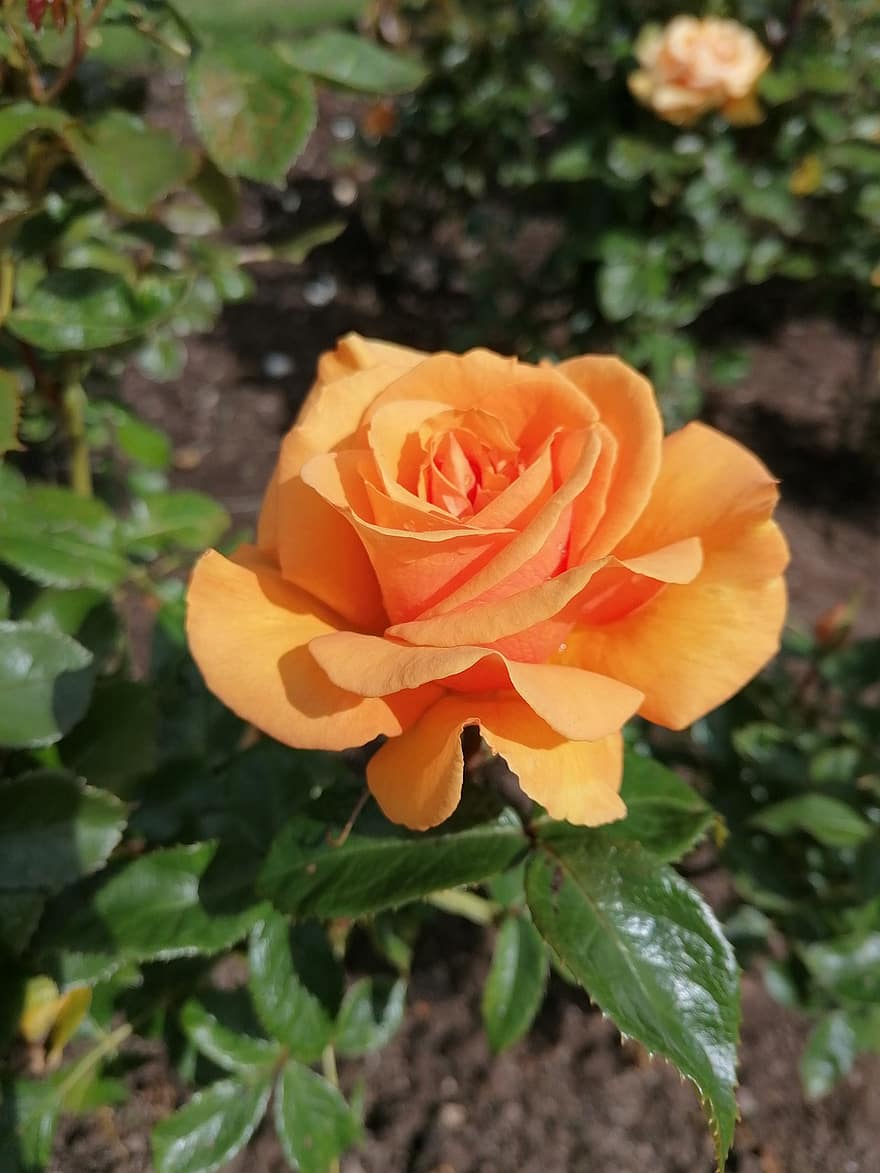 Rose, Blume, Pflanze, orange Rose, orangene Blume, Blütenblätter, Garten, Natur, botanisch