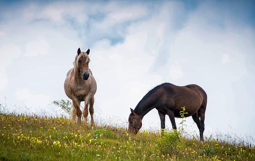 馬、動物たち、牧草地、放牧、ほ乳類、ウマ、草原
