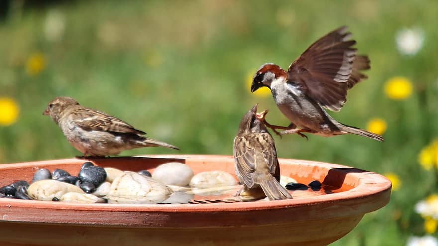 Sparrows, Birds, Perched, Animals, Wings, Feathers, Plumage, Beaks, Bills, Bird Watching, Ornithology