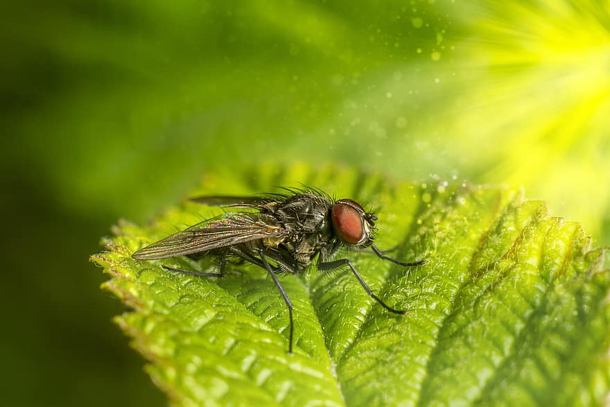 летя, муха, листо, насекомо, вредител, животно, дивата природа, биология, растение, природа, близък план