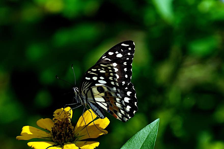 липова пеперуда, циния, опрашване, цвете, пеперуда, насекомо, едър план, лято, многоцветни, зелен цвят, макро