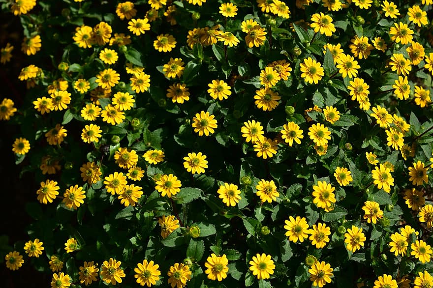 Garden, Sunflower, Summer, Nature, Blossom, Yellow, Petals, Sunny, Sunshine, Bloom, Wooly Sunflower