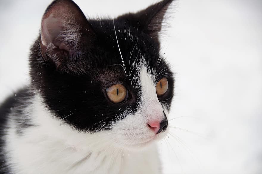 kat, katje, portret, hoofd, zwart en wit, winter, sneeuw, zwart-witte kat, kattenhoofd, kattenogen, kattenportret