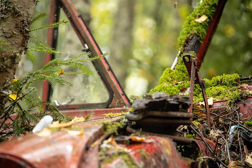 mașină, distruge, pădure, vechi, Culoarea verde, frunze, abandonat, toamnă, ruginit, copac, rural