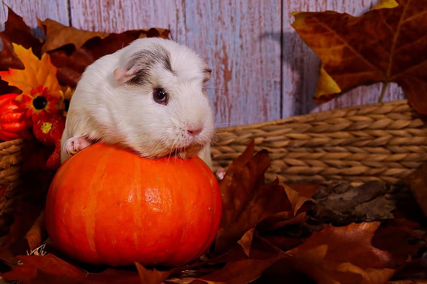 Guinea Pig, Rodent, Autumn, Animal, Wildlife, Fall