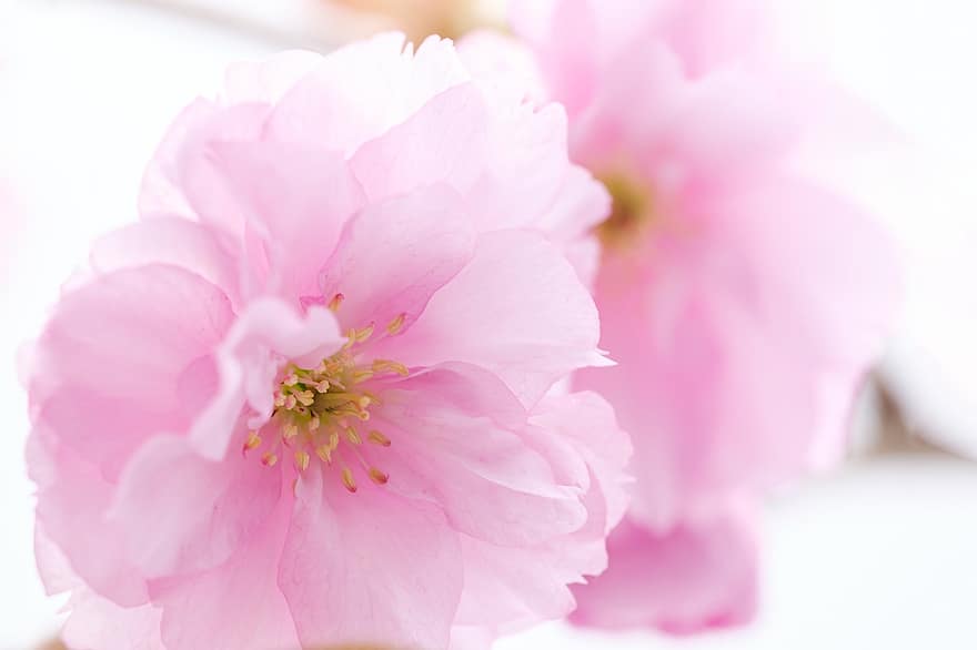 Gewürznelken-Kirschblüten, pinke Blumen, Blumen, Prunus Apetala, blühen, Frühling, Natur, Blume, Nahansicht, Blütenblatt, pinke Farbe