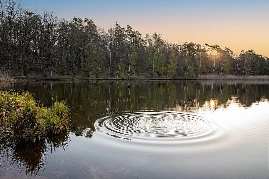 Lake, Forest, Sunset, Sunlight, Pond, Water, Reflection, Ripples, Spring, Trees