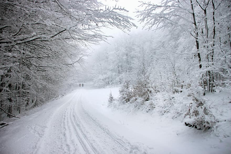 neve, inverno, caminho, pessoas, arvores, floresta, estrada, geada, frio, natureza