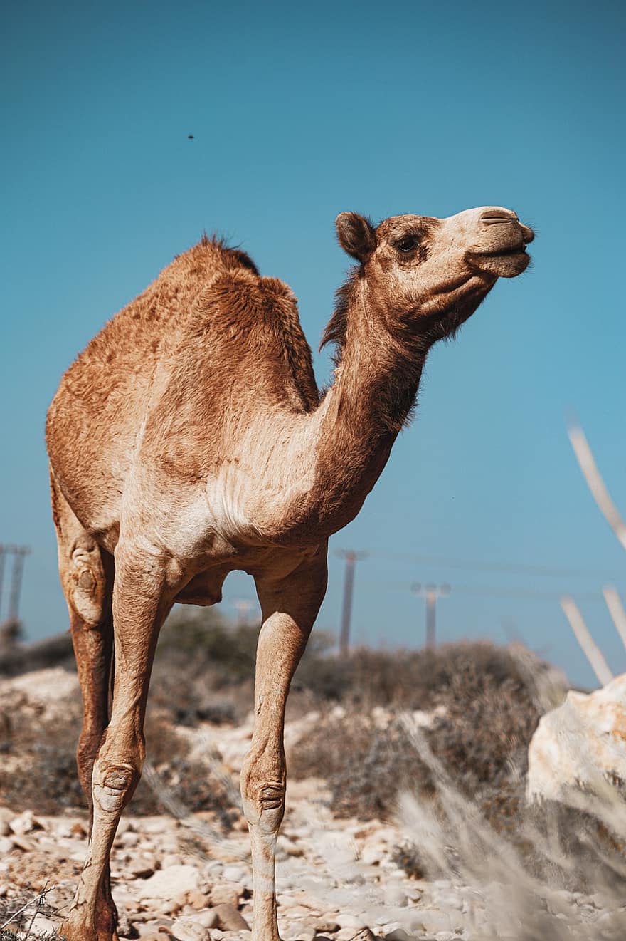 animal, camell, mamífer, espècies, camell dromedari, sorra, Àfrica, arabia, gep, viatjar, duna de sorra