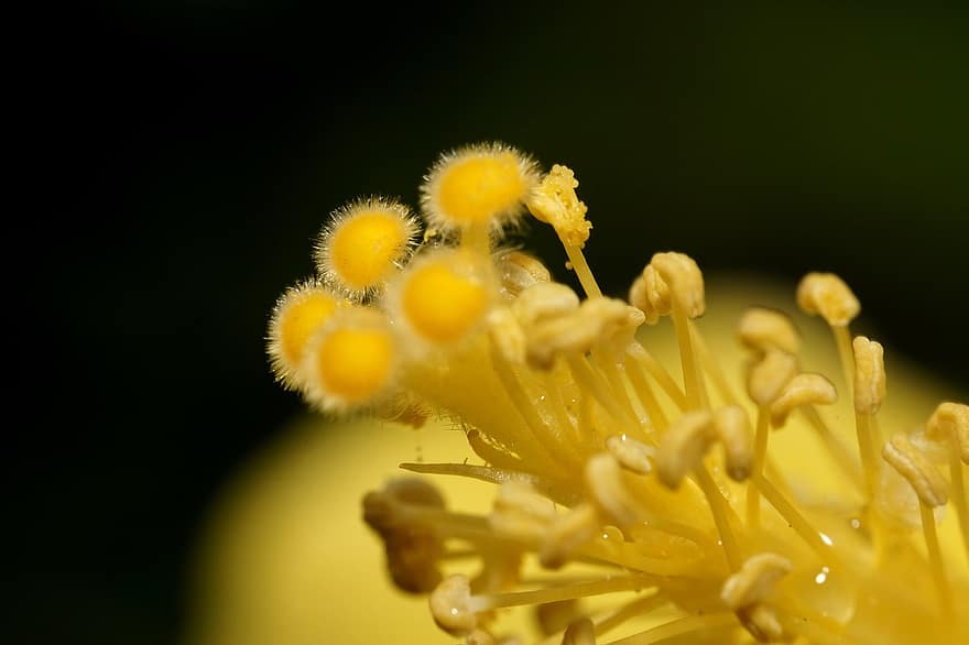 Hibiscus, Pistils, Macro, Nature, Yellow Flower, Flower