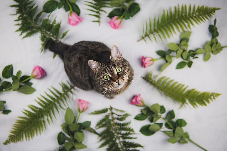 con mèo, vật nuôi, thú vật, trong nước, động vật có vú, dễ thương, Hoa hồng, cây dương xỉ, màu xanh lá, mèo nhà, mèo con