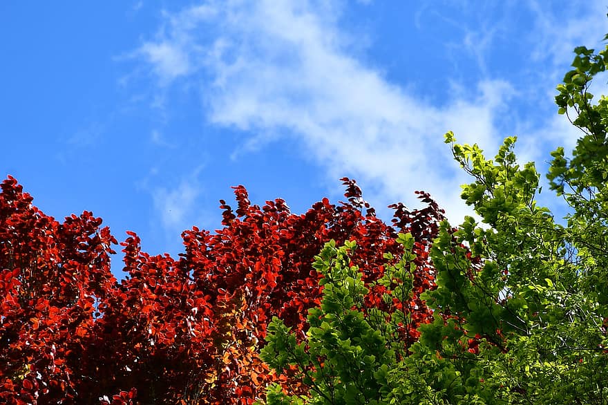 raksturs, koki, rgb, lapas, vasarā, zils, augu, zaļā krāsa, koks, daudzkrāsains, sezonā