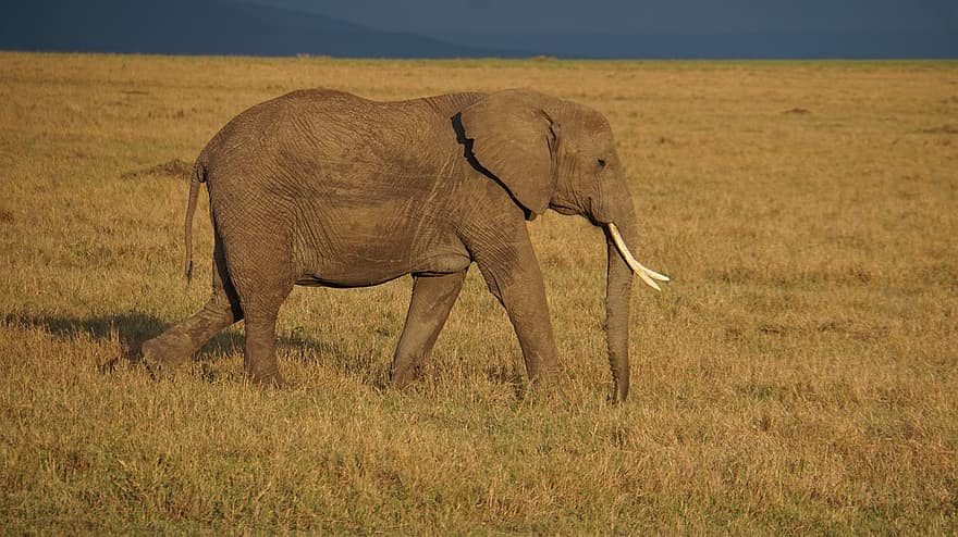 olifant, dier, zoogdier, wild, romp, dikhuidige, groot dier, groot zoogdier, Afrika, natuur, safari
