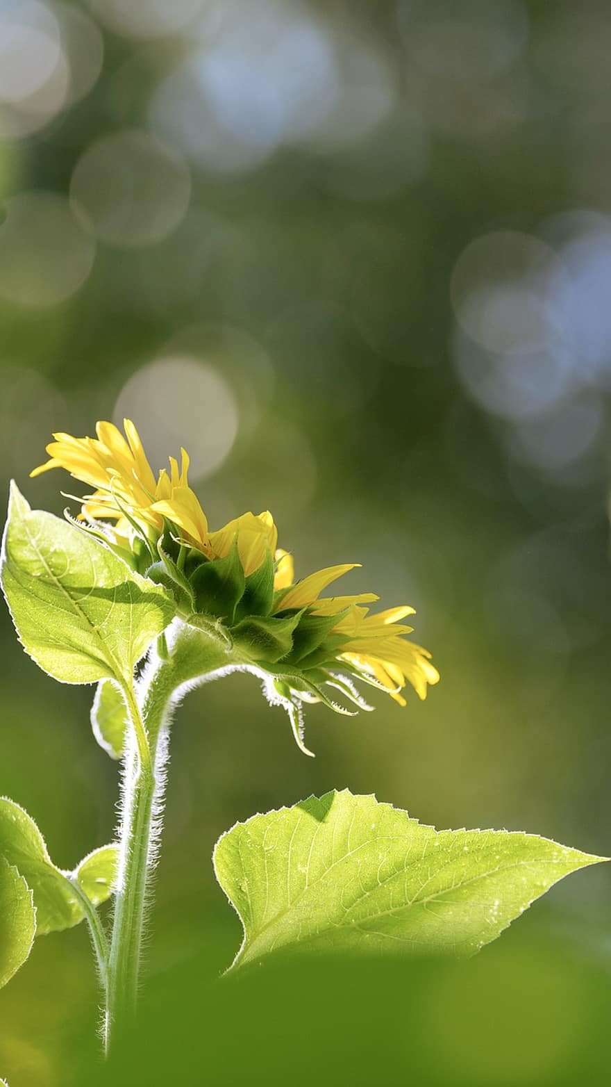 Sunflower, Flower, Plant, Summer, Bokeh