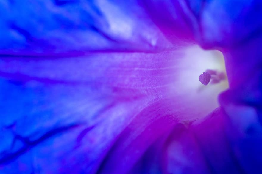 flor, pétalos, Violeta, flor azul, hipomea, primavera, macro, bienestar, pétalo, de cerca, púrpura